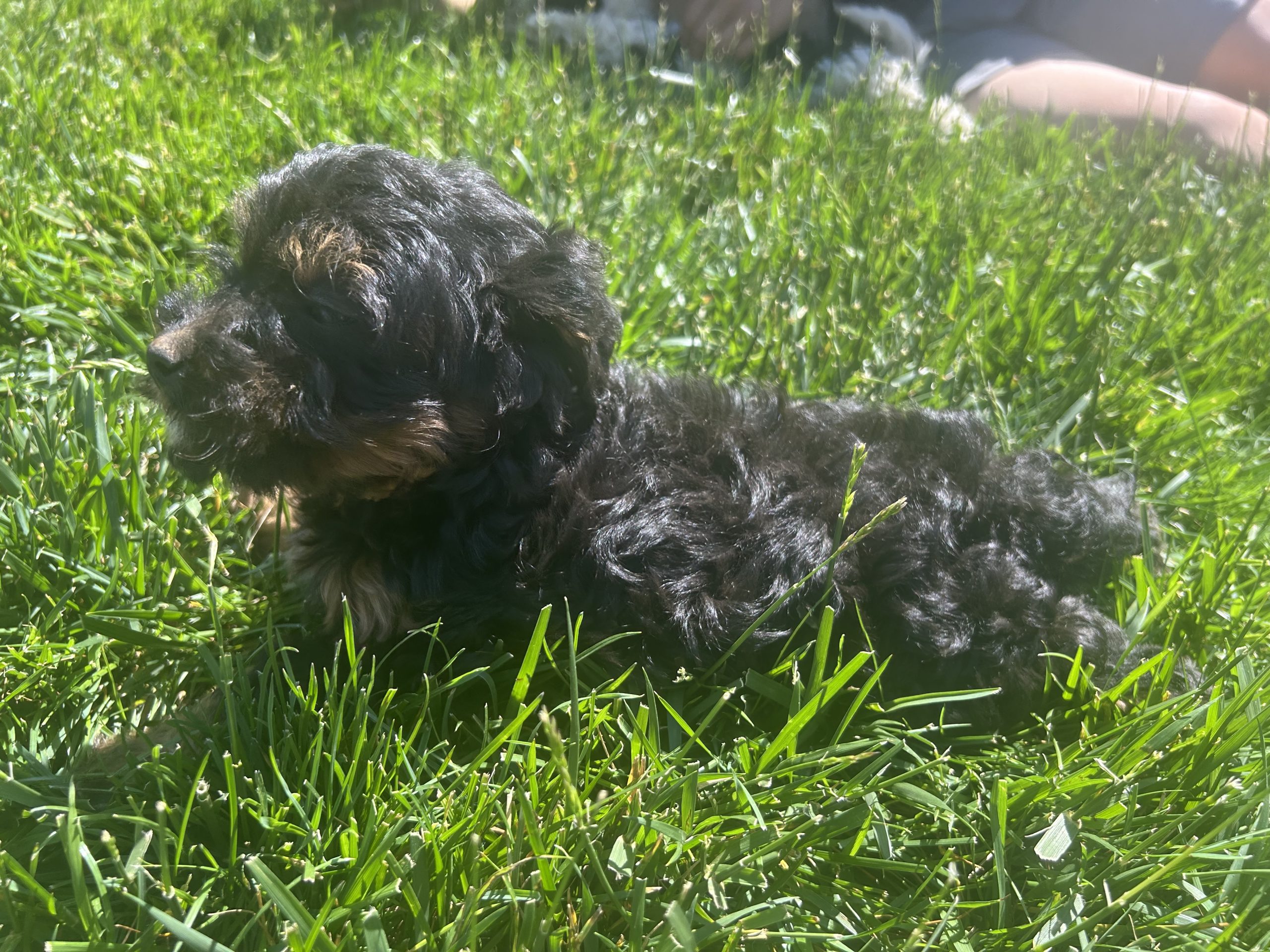 Cavapoo puppy #4 $999