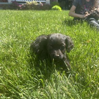 Cavapoo puppy #5 $999