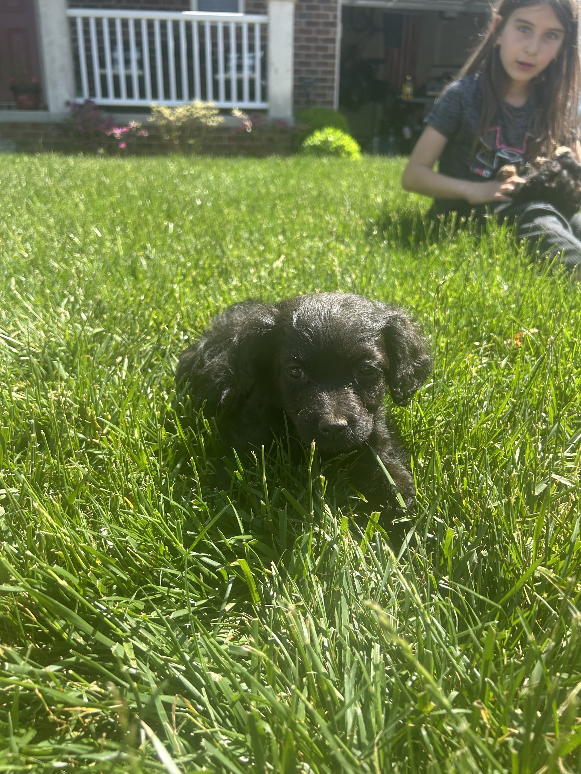 Cavapoo puppy #5 $999