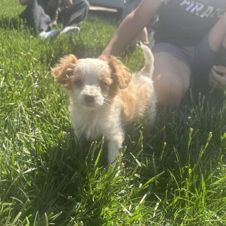 Cavapoo #6 $999
