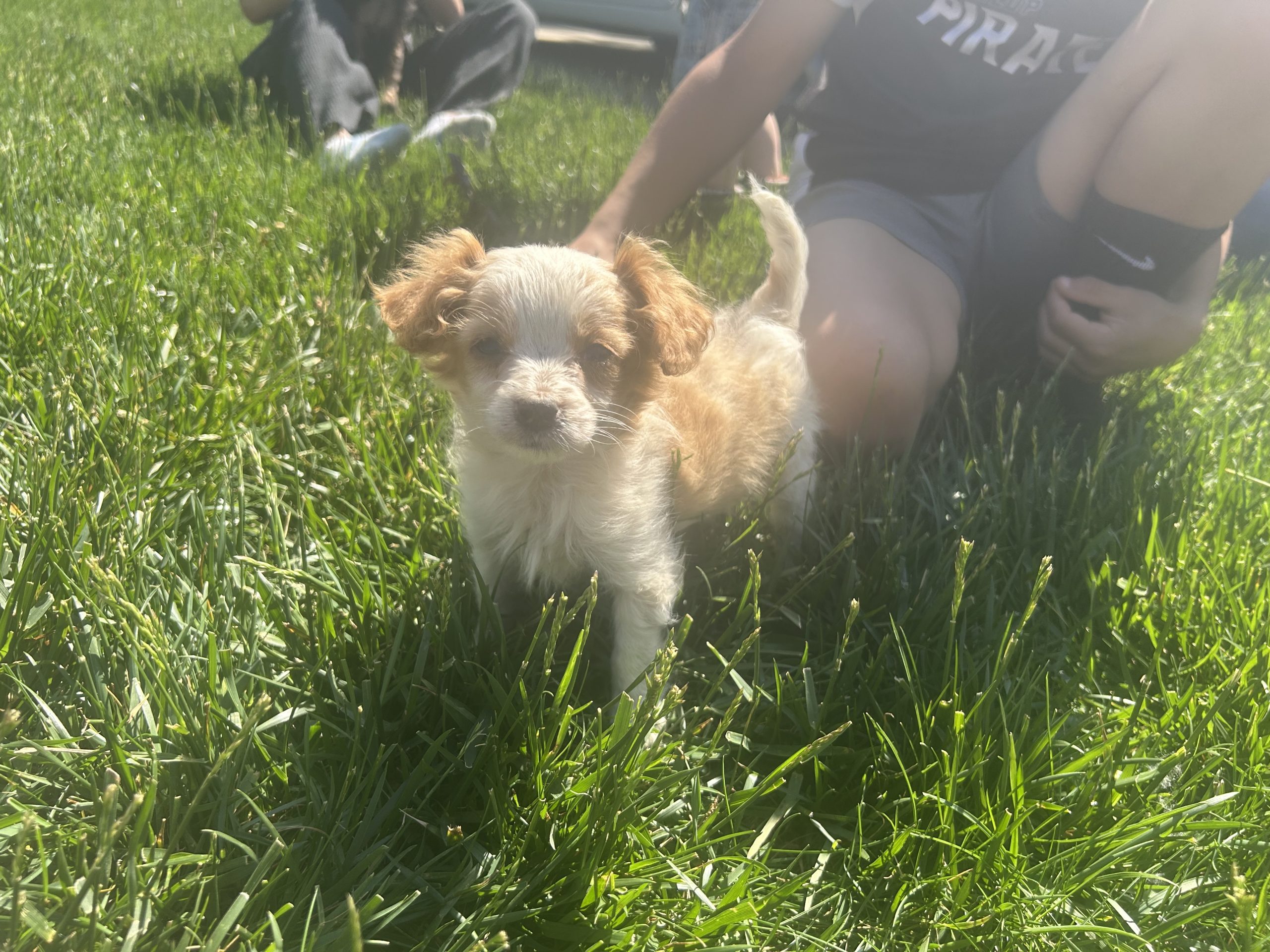 Cavapoo #6 $999