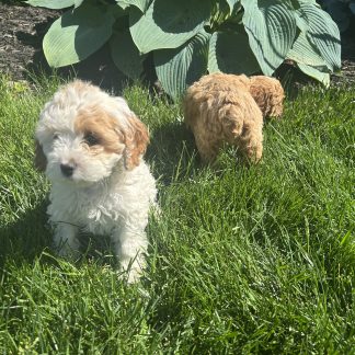 Cockapoos $899
