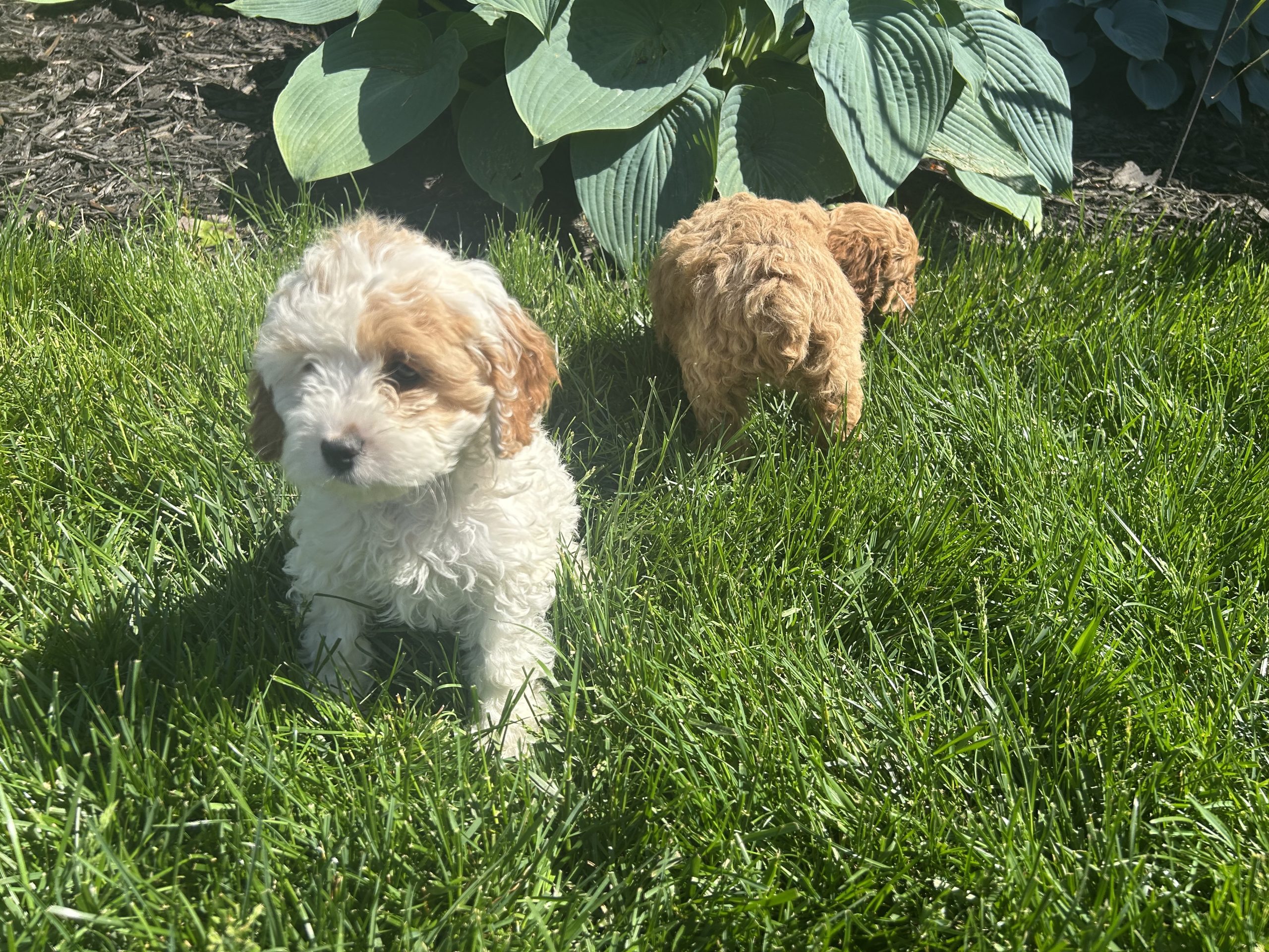 Cockapoos $899
