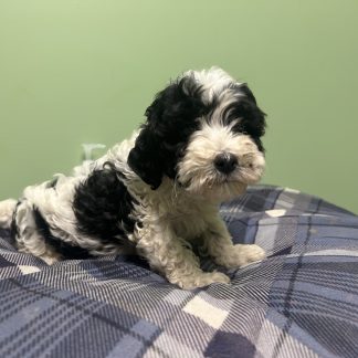 Cavapoo #7 $999