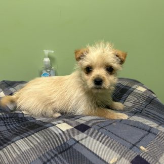 Morkie male puppy $899