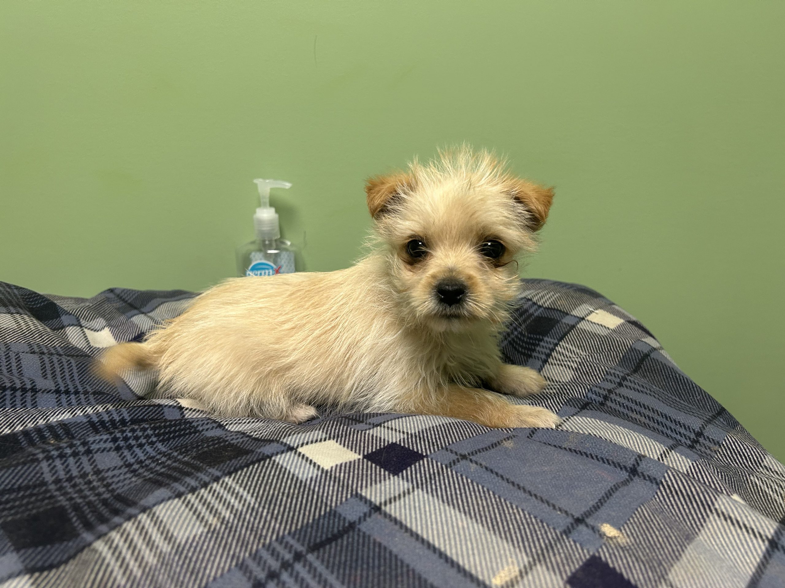 Morkie male puppy $899