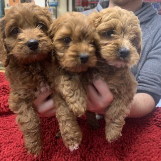 Cockapoos M, F $799!!