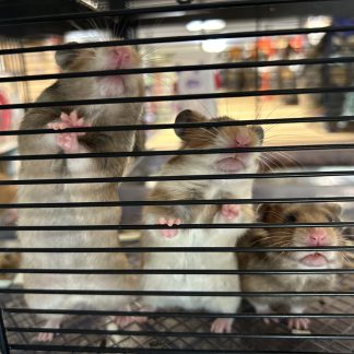 The Cutest Hamsters Ever! Only $19