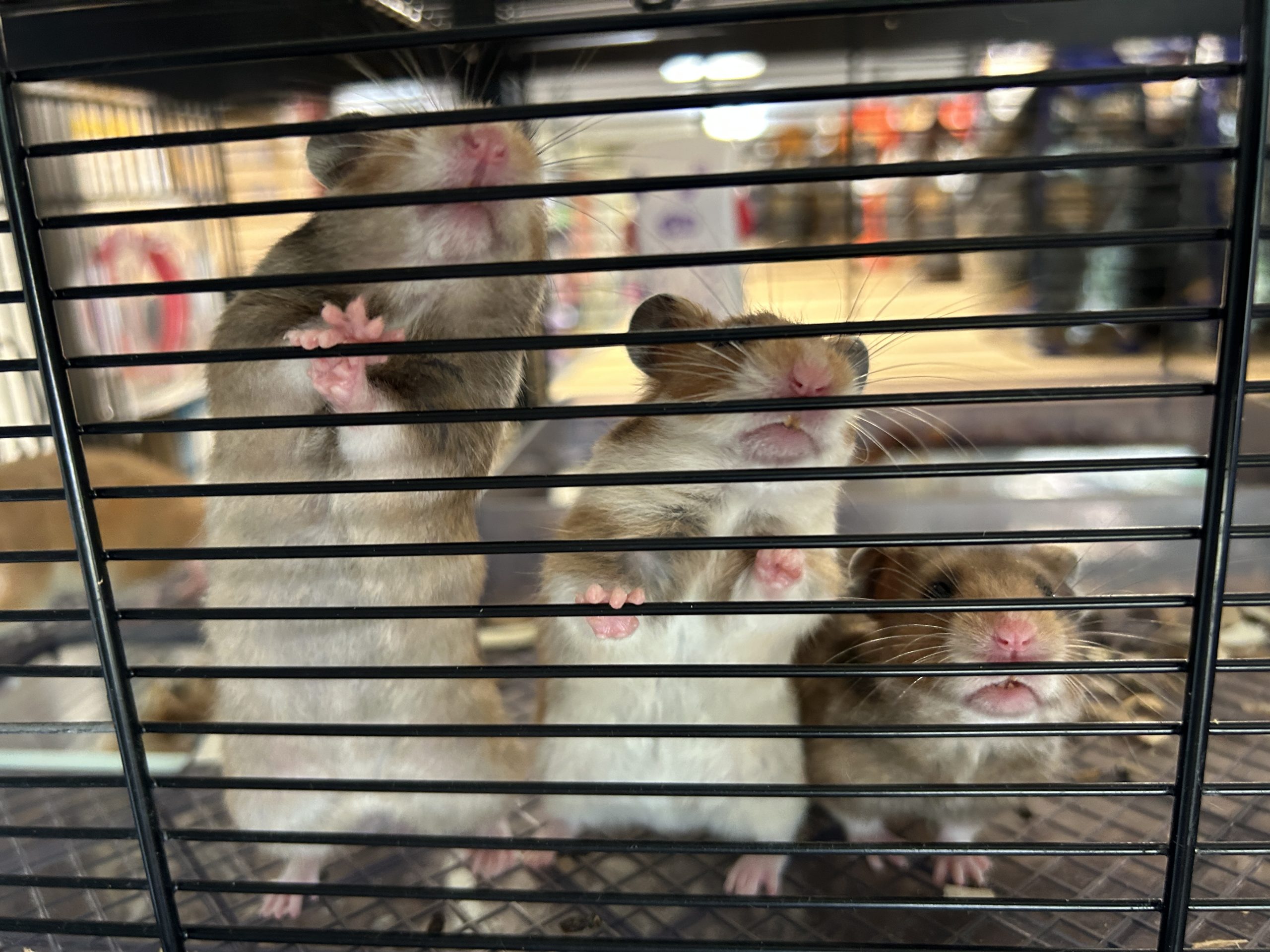 The Cutest Hamsters Ever! Only $19