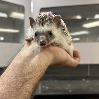 Hedgehogs!!! $119