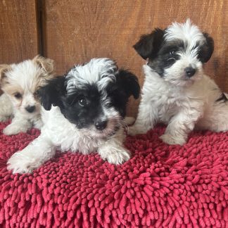Long-haired Chihuahua X Shi-poo pups $899