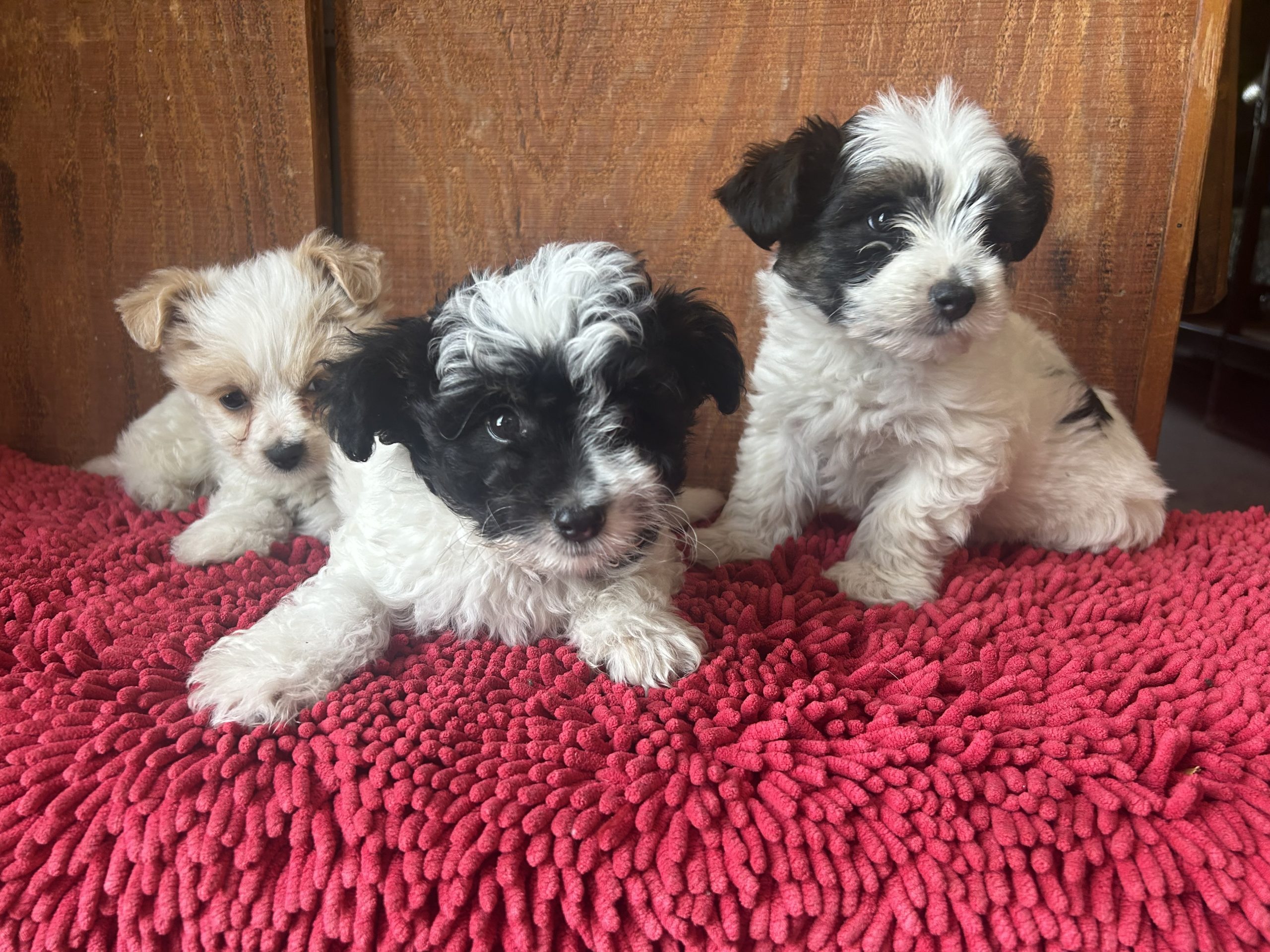 Long-haired Chihuahua X Shi-poo pups $899