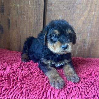 Mini-Rottweiller male $799