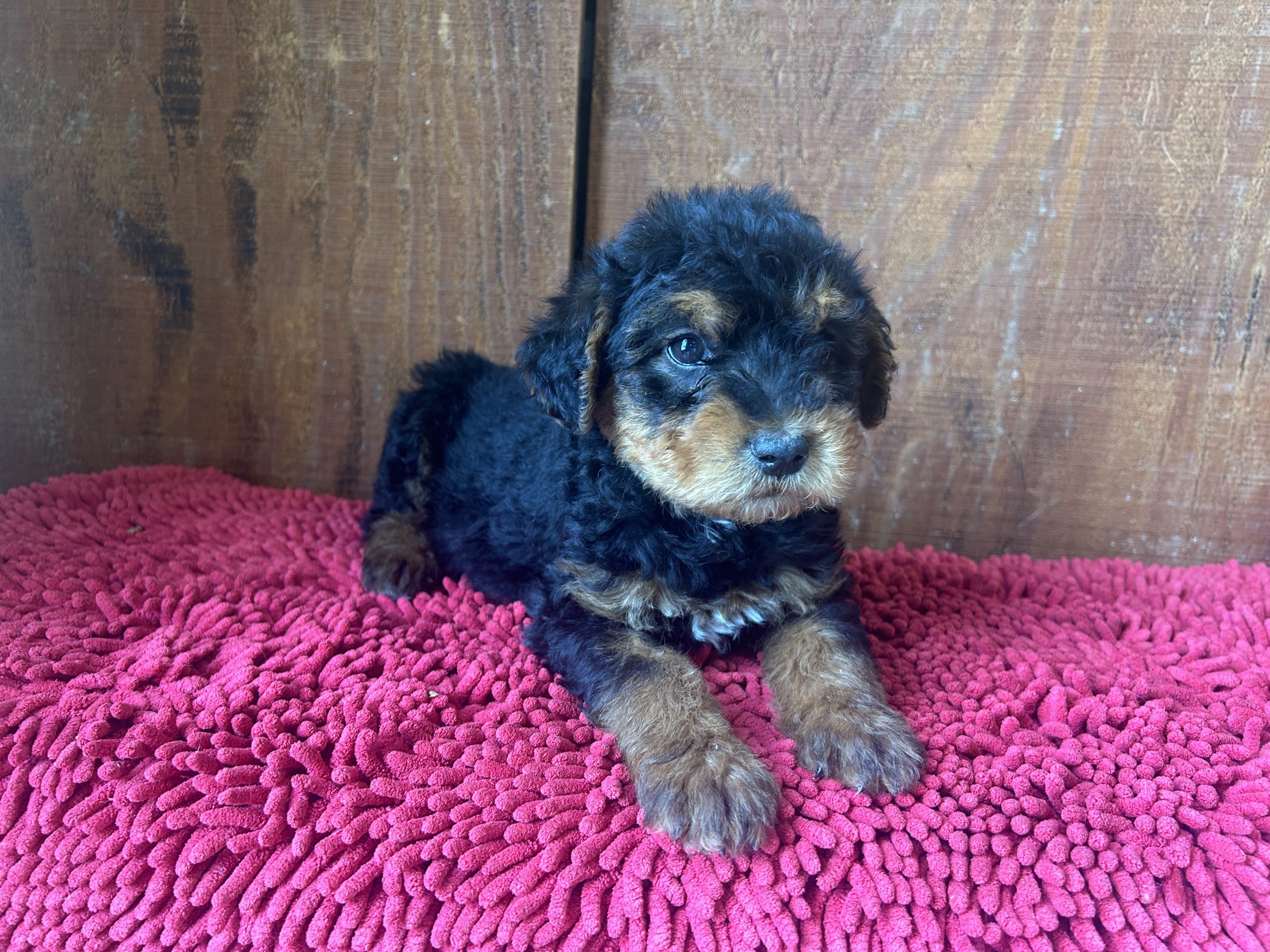 Mini-Rottweiller male $799