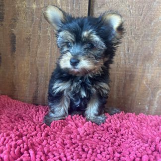 Male AKC Yorkshire Terrier puppy $1099