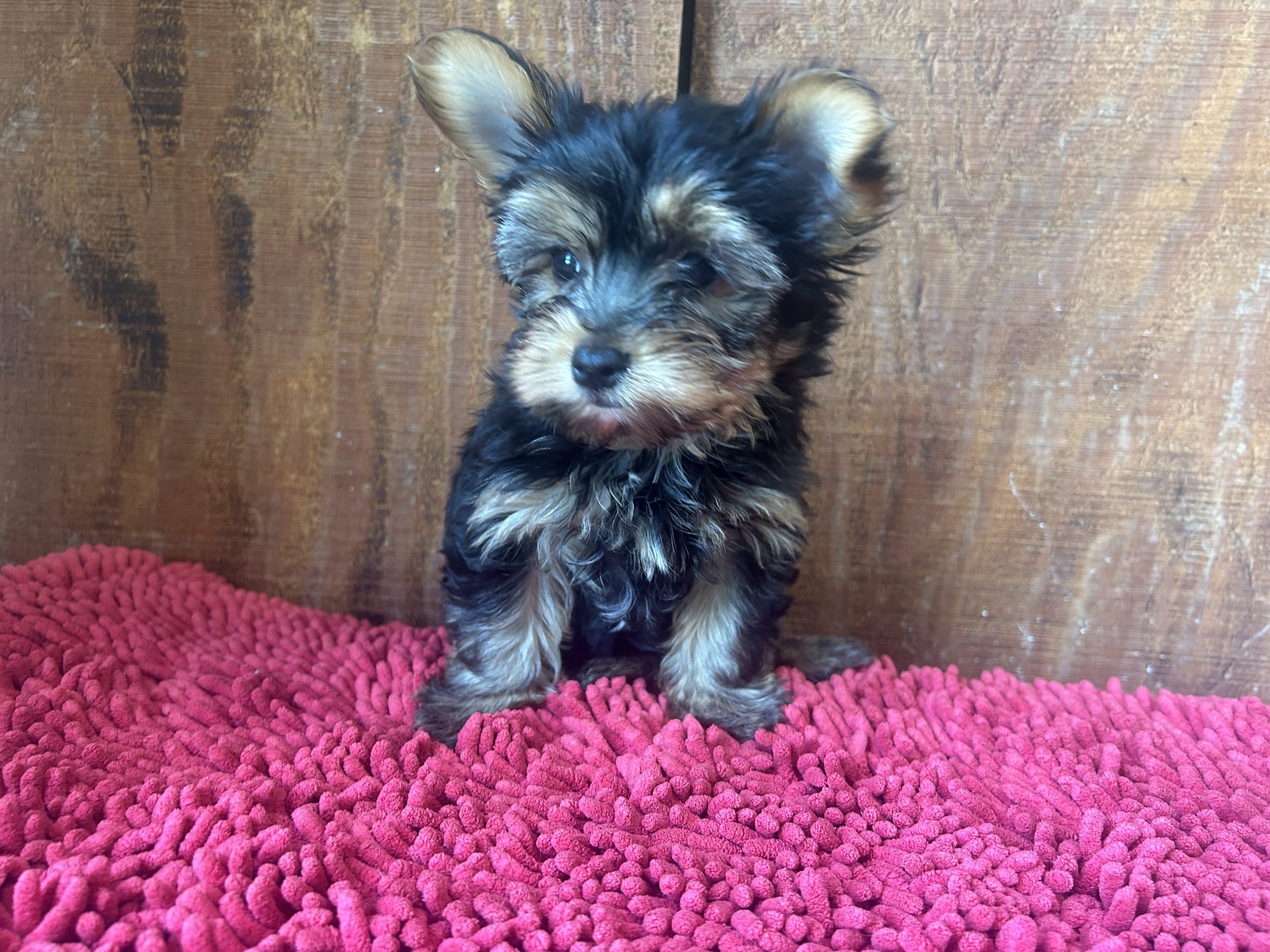 Male AKC Yorkshire Terrier puppy $1099