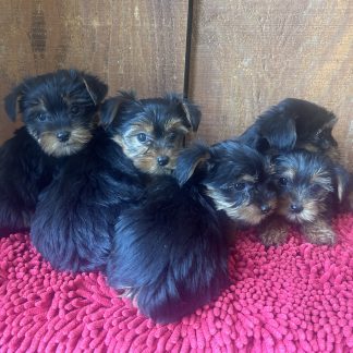Yorkie puppies $999