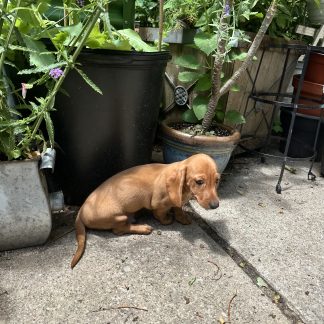 CKC Male mini-Dachshund $1199