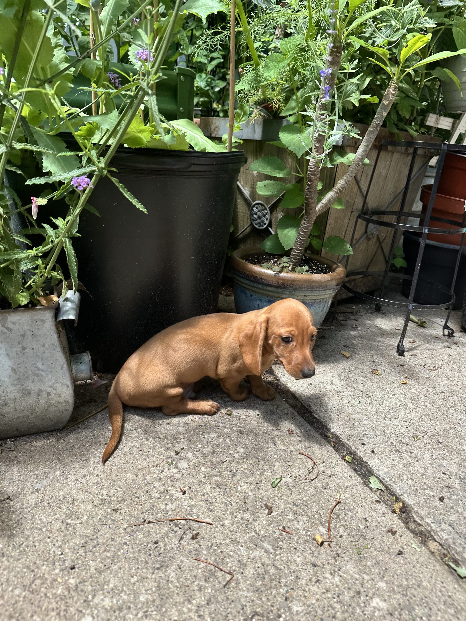 CKC Male mini-Dachshund $1199