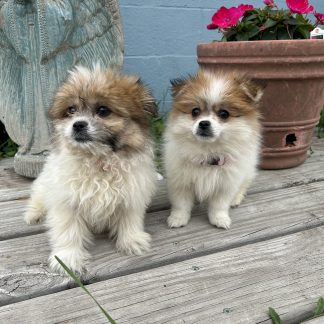 Pomeranian- Shihtzu puppies $899