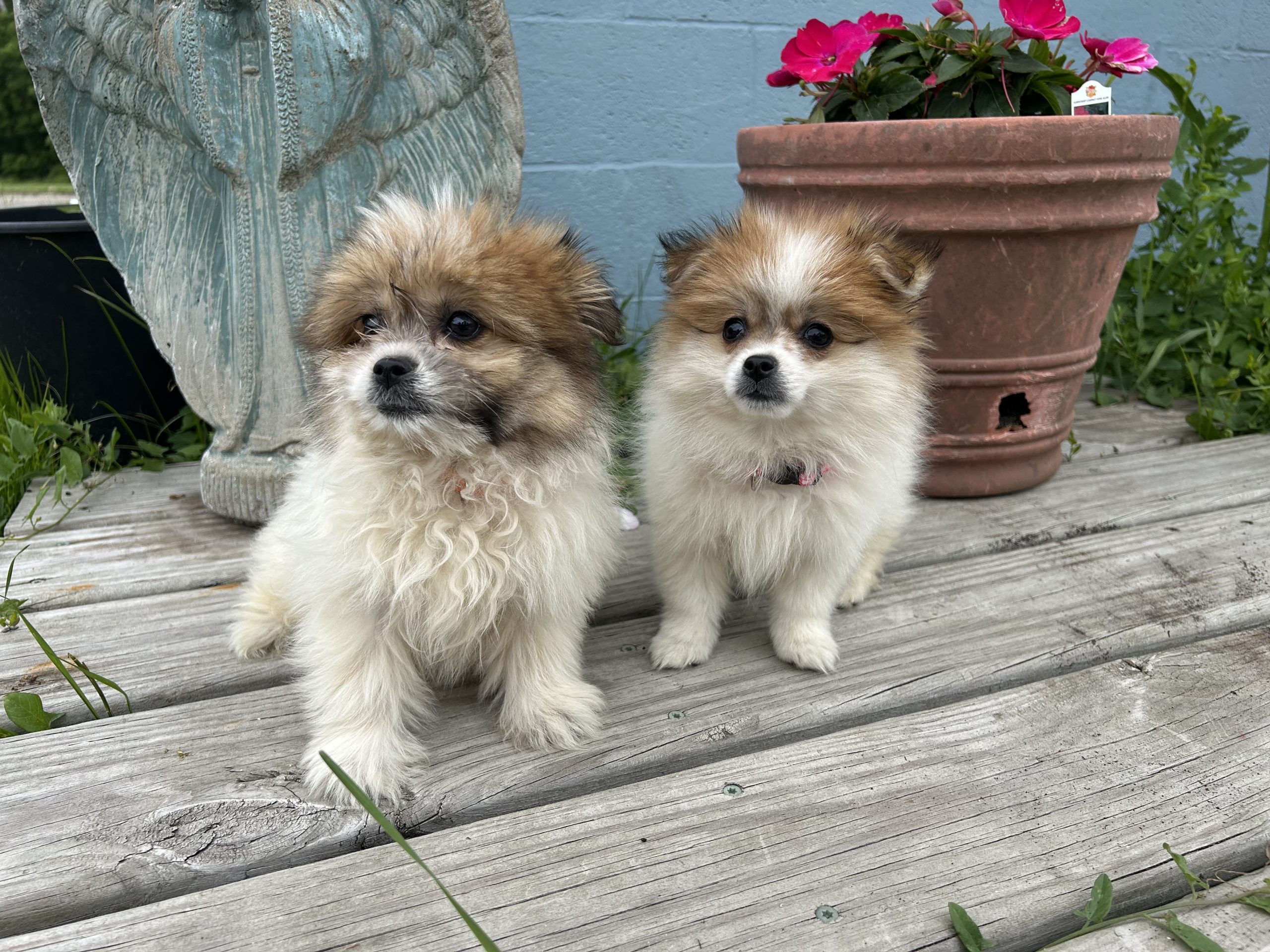 Pomeranian- Shihtzu puppies $899