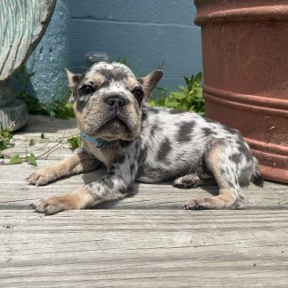 Big Rope lilac merle AKC Frenchie male pup $2299