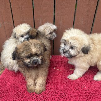 Pom-Shihtzu-Mini Poodle puppies $899