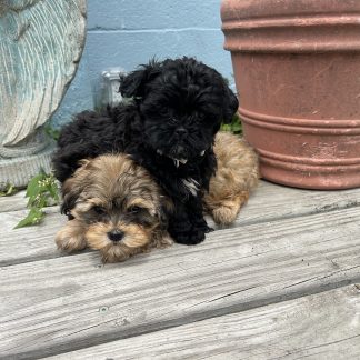 Shih-tzu poodle pups $899 born 4-24-26