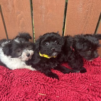 Shih-tzu-Yorkie- mini poodle puppies $899