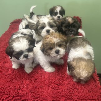 Teddy Bear puppies born 5-1-26 $899