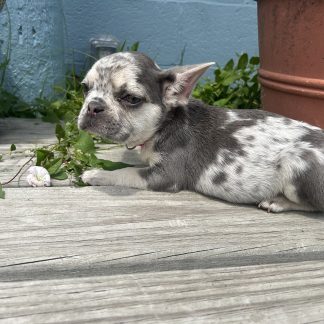 Female lilac merle AKC French Bulldog $1999
