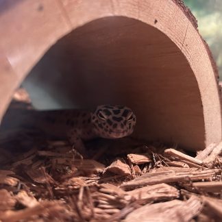Leopard Gecko $49.99