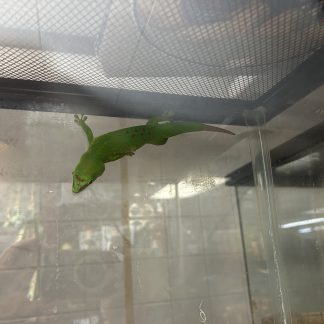 Madagascar Day Gecko $59.99