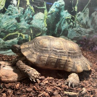 Russian Sulcata Tortoise $139
