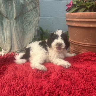Chocolate and white mini Bernie doodle pup $999