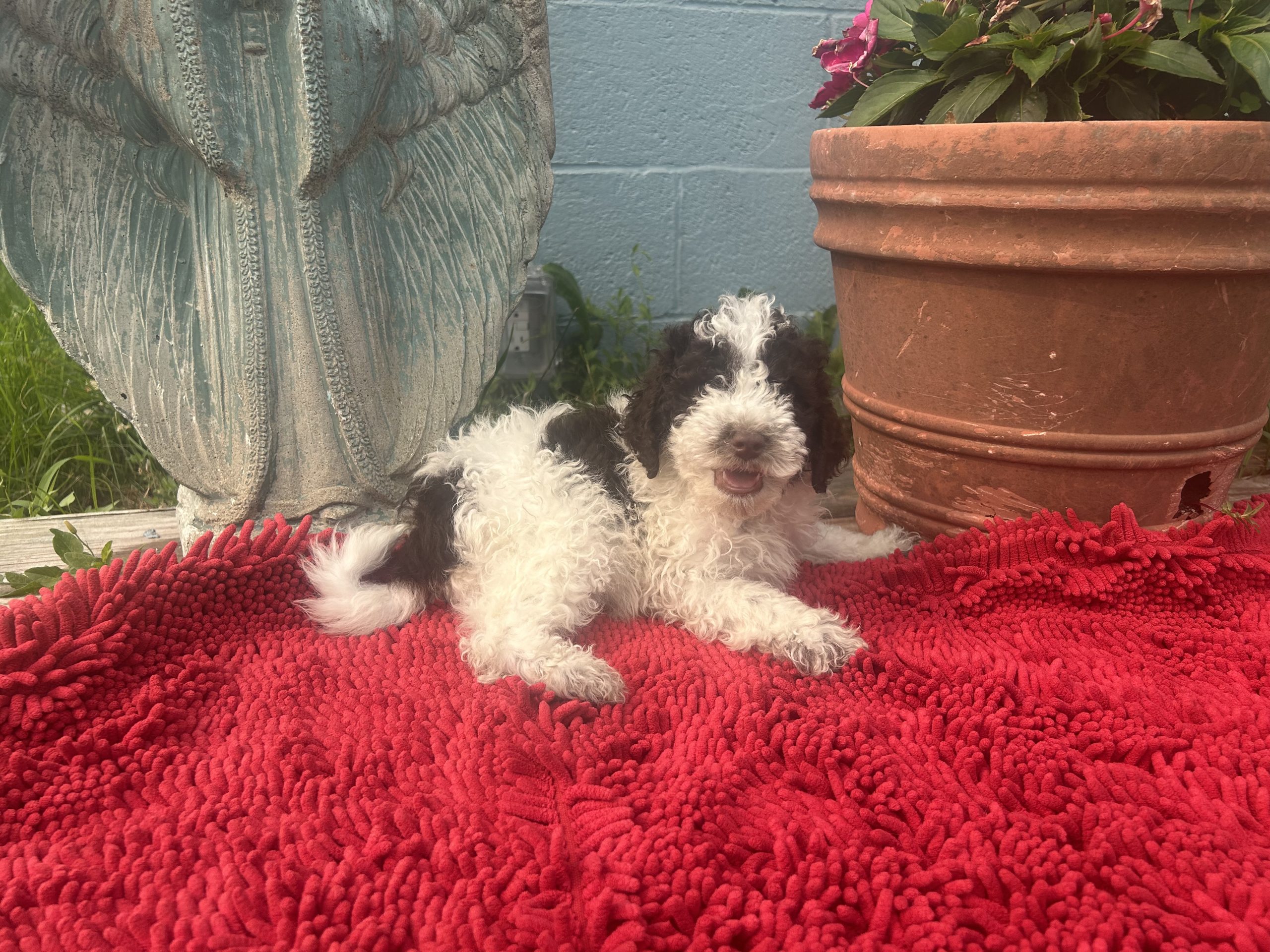 Chocolate and white mini Bernie doodle pup $999