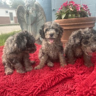 Blue Merle mini- Bernie doodle Puppies $999