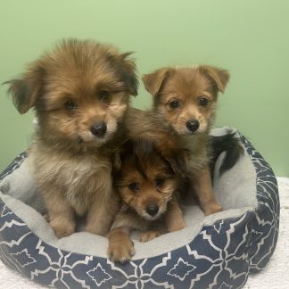 Yorkie-Pom puppies $899