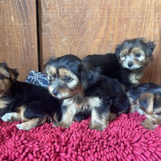 7/8 Yorkie- 1/8 Havanese pups $899