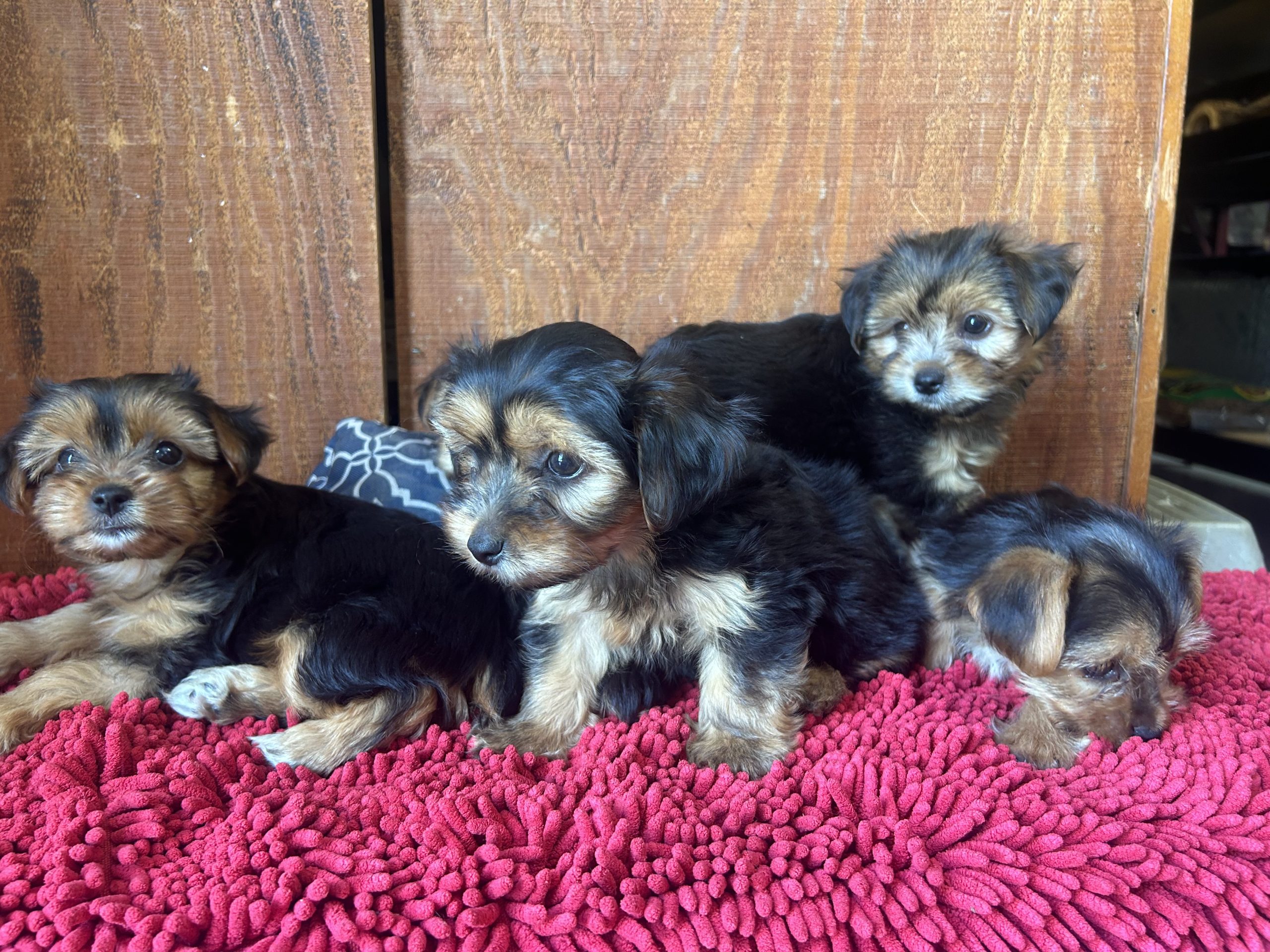 7/8 Yorkie- 1/8 Havanese pups $949