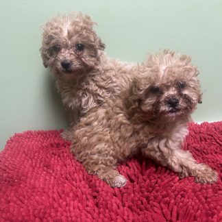 Malti-poo puppies $899