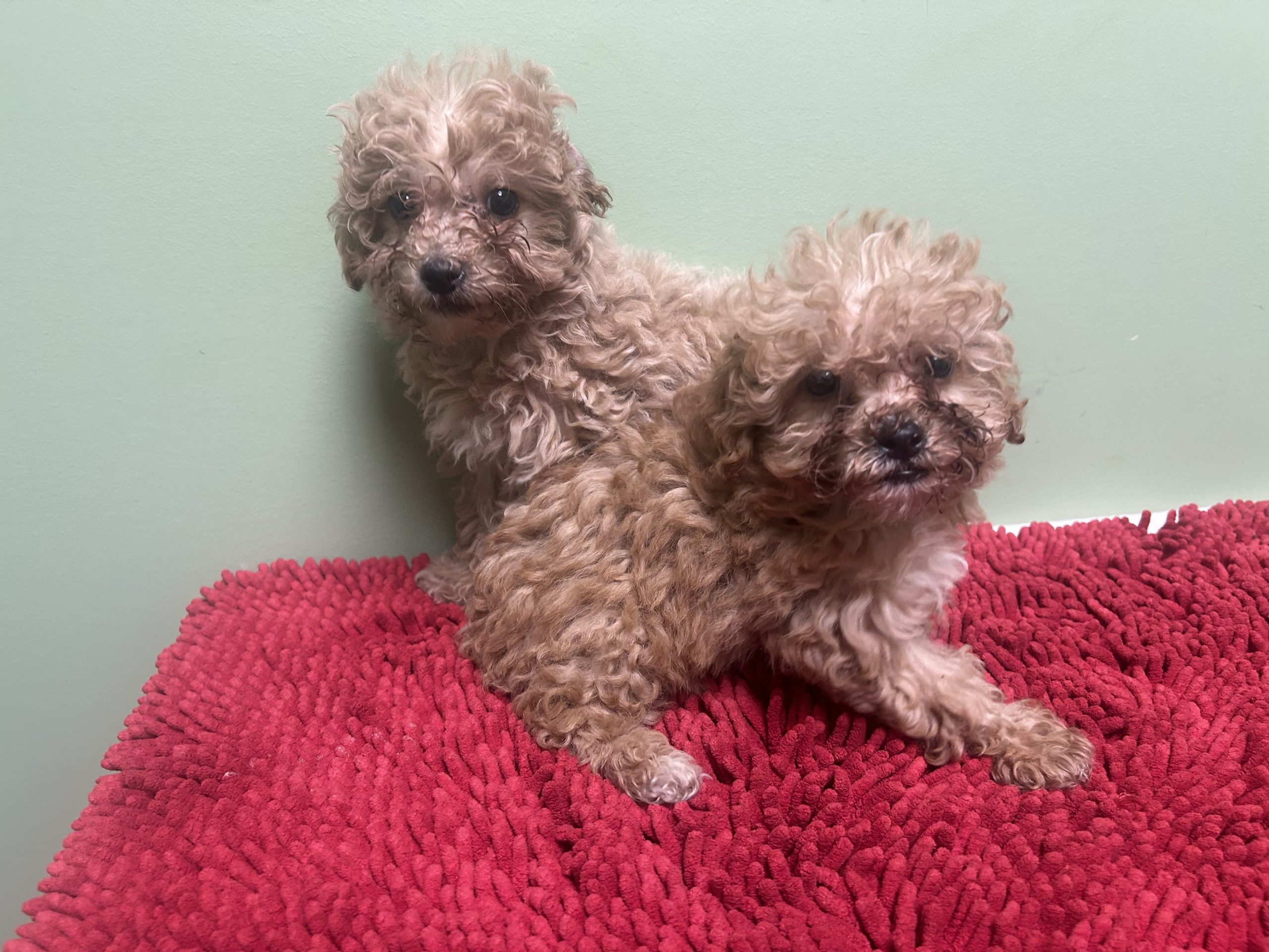 Malti-poo puppies $899