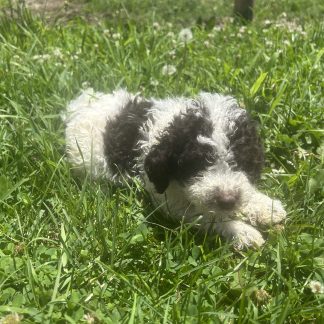 Chocolate and white mini Berniedoodle pups arriving July 15 $999