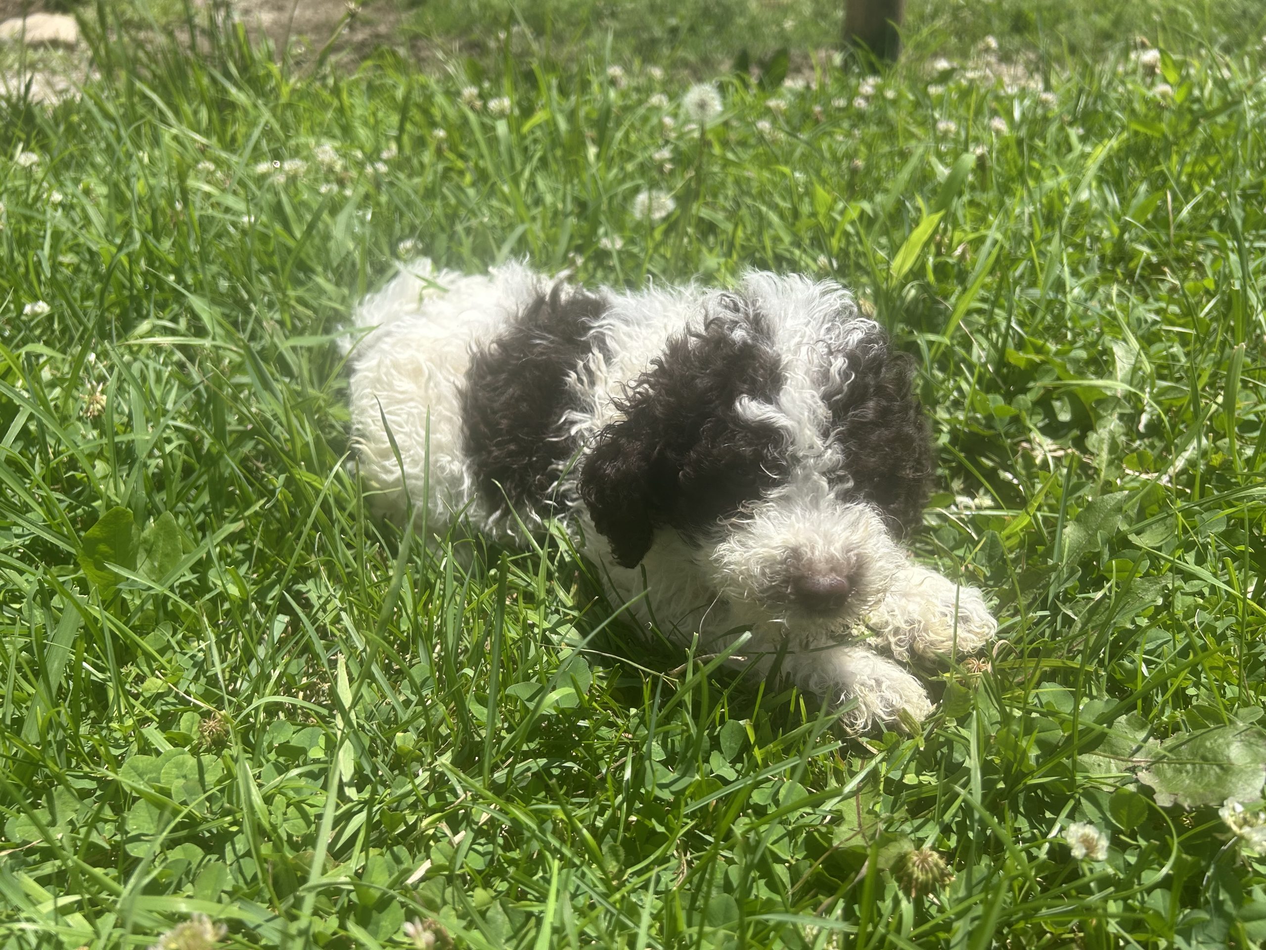 Chocolate and white mini Berniedoodle pups arriving July 15 $999