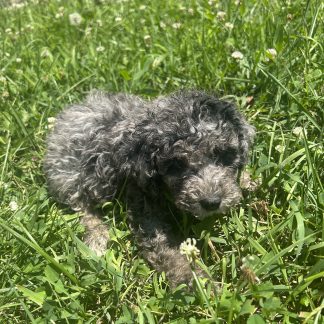Mini Berniedoodle pups arriving July 15 $999