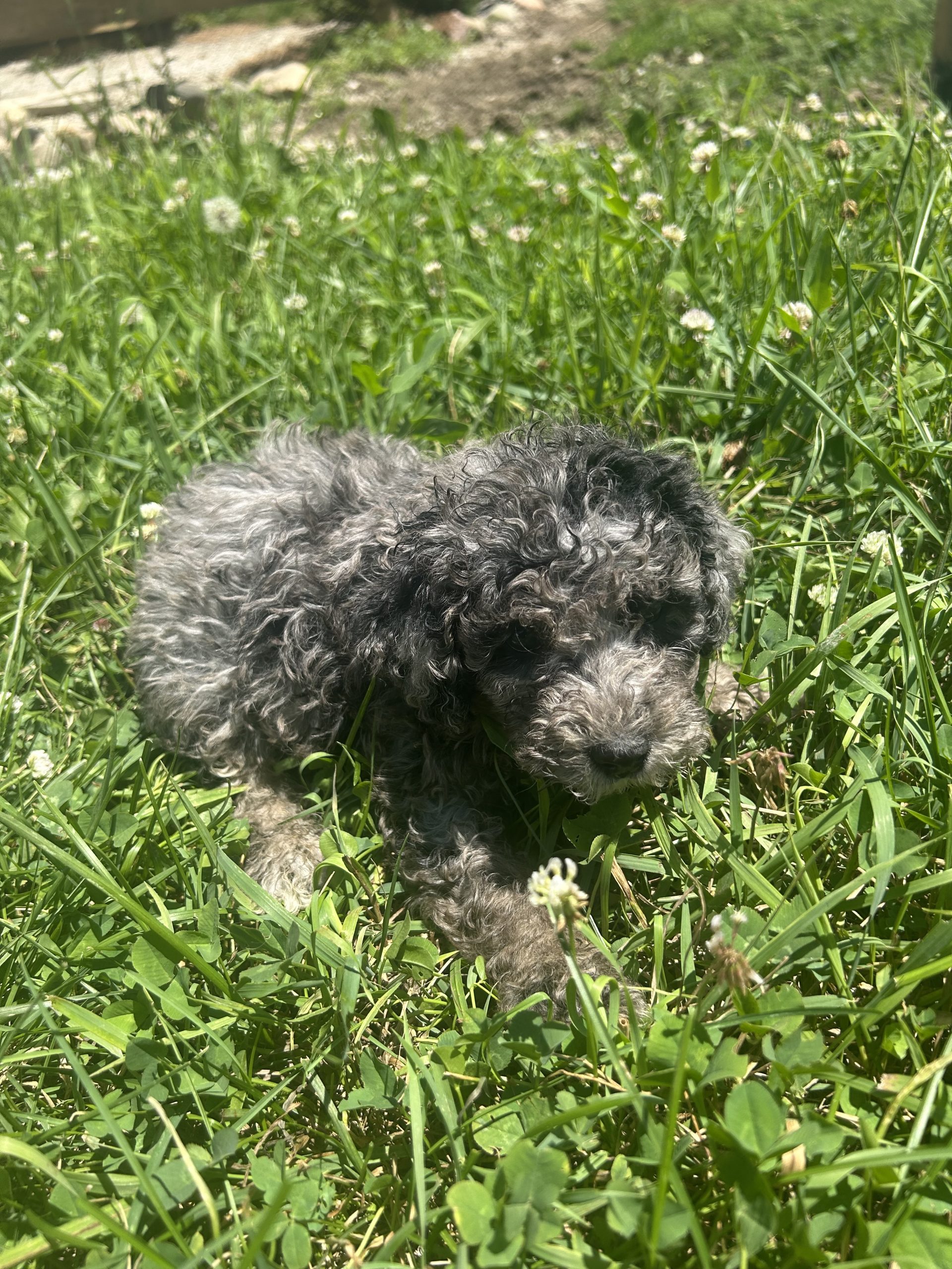 Mini Berniedoodle pups arriving July 15 $999