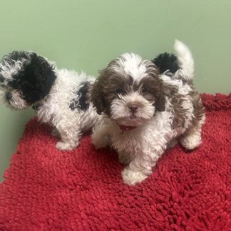 New female teddy bear puppies born 5-15-26 $899