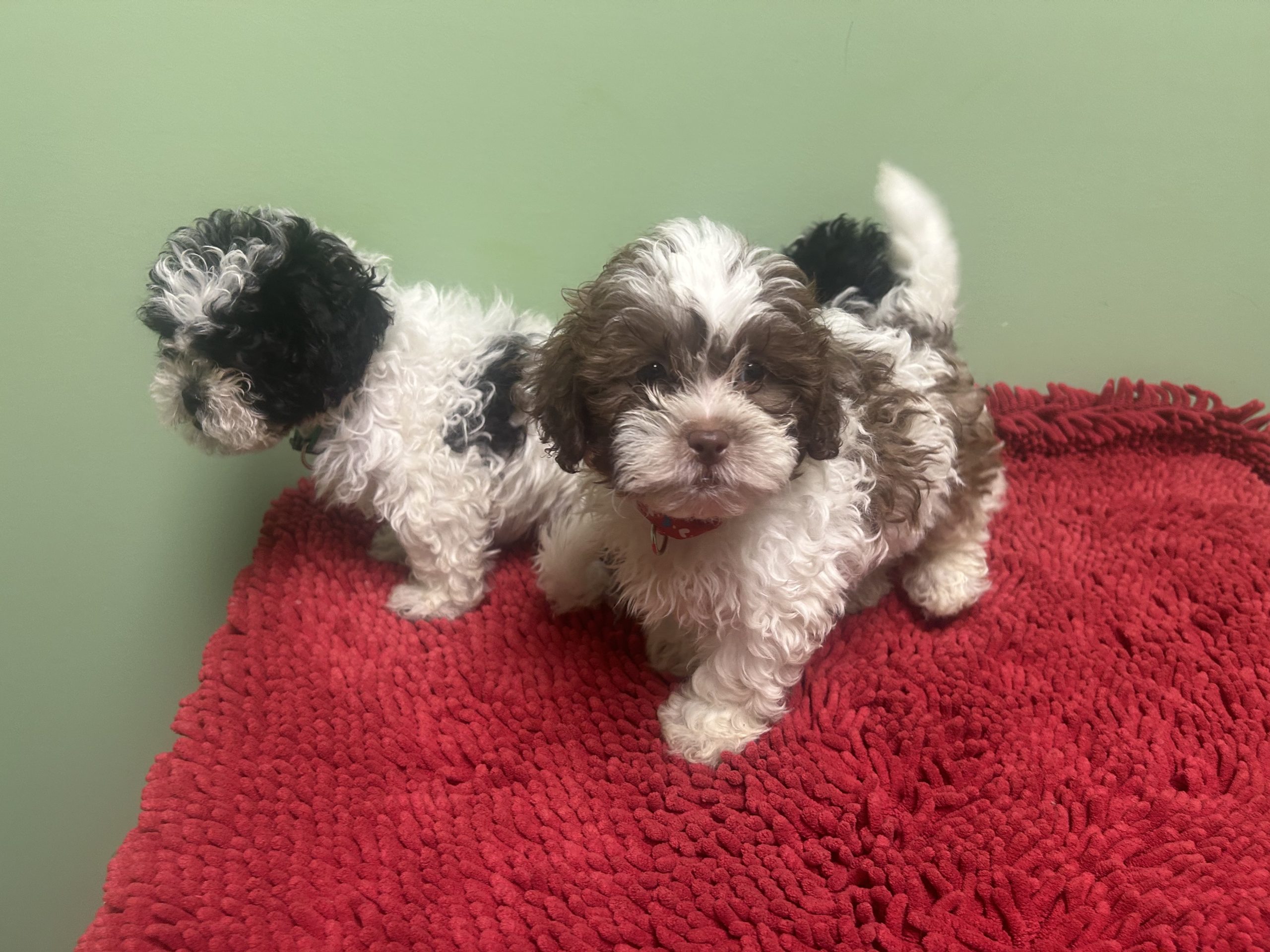 New female teddy bear puppies born 5-15-26 $899
