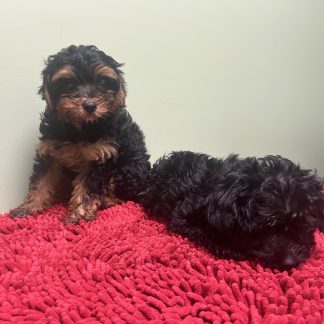 Yorkie-poos $899