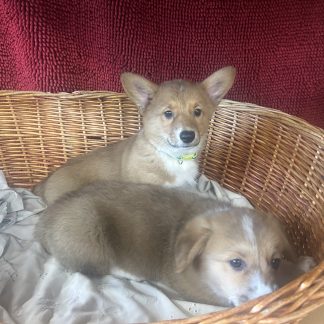 Welsh Corgis $999